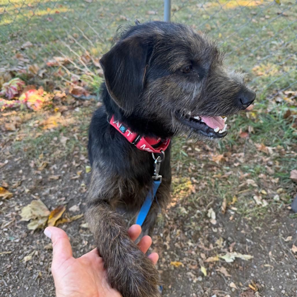 Enlarge Moose, a Adoptable mixed breed in Columbia Station, OH image 1/6
