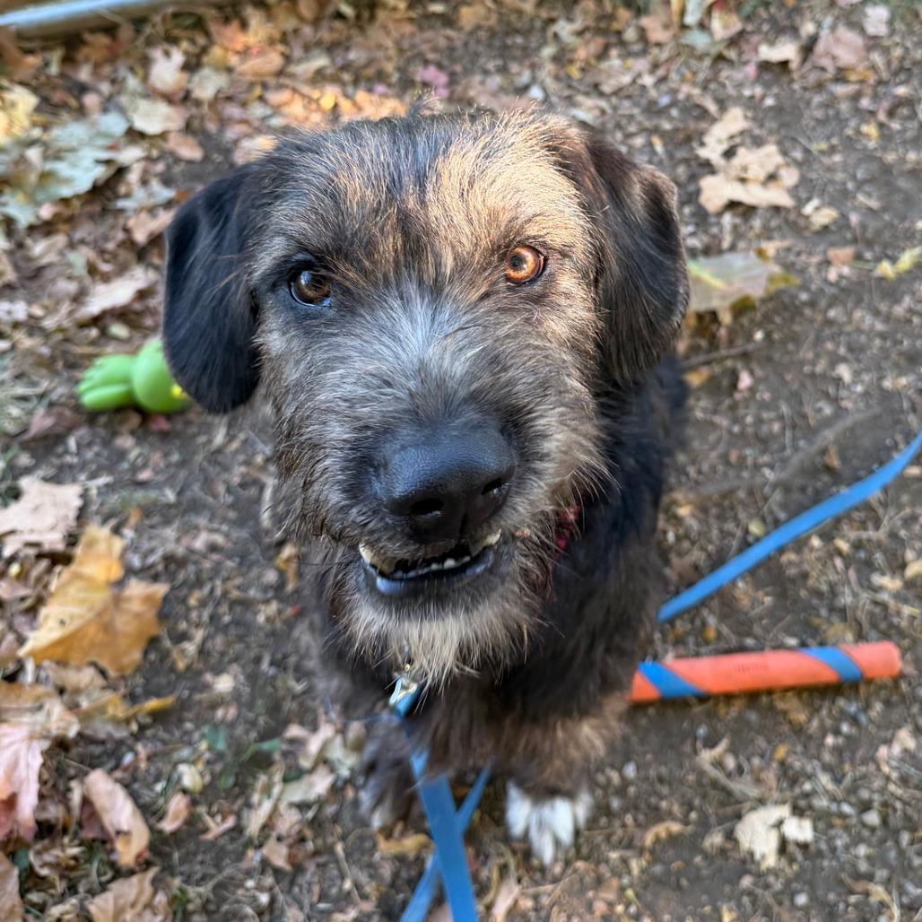 Enlarge Moose, a Adoptable mixed breed in Columbia Station, OH image 2/6