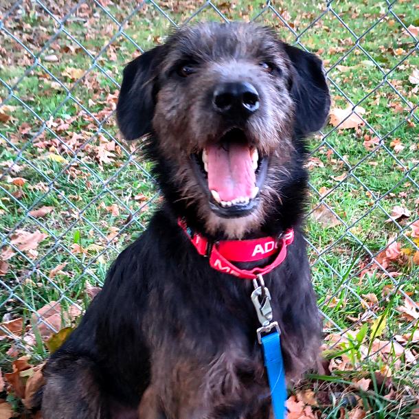 Enlarge Moose, a Adoptable mixed breed in Columbia Station, OH image 3/6