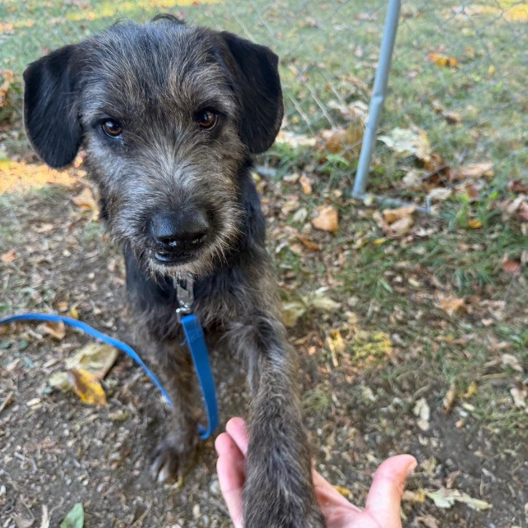 Enlarge Moose, a Adoptable mixed breed in Columbia Station, OH image 4/6