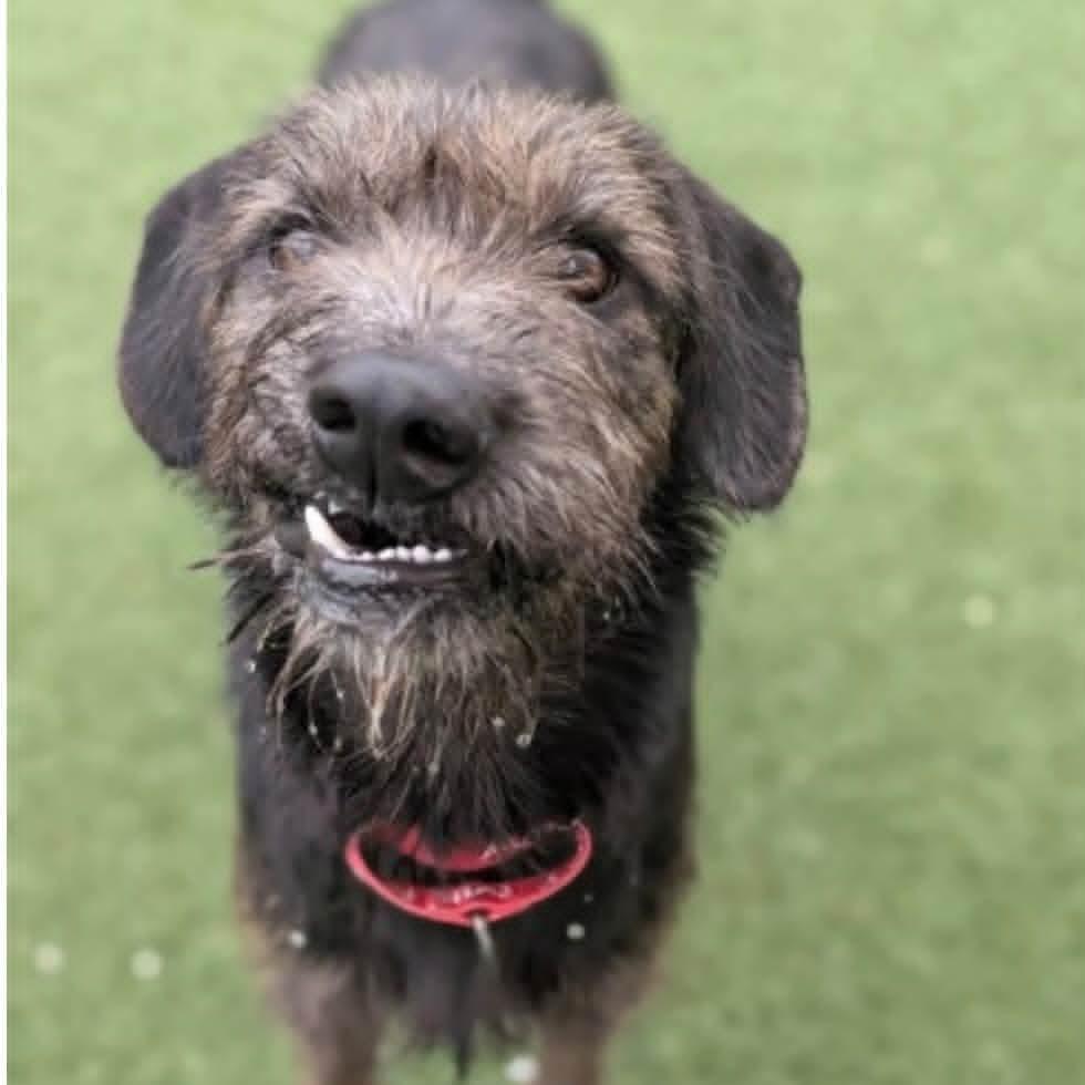 Enlarge Moose, a Adoptable mixed breed in Columbia Station, OH image 5/6