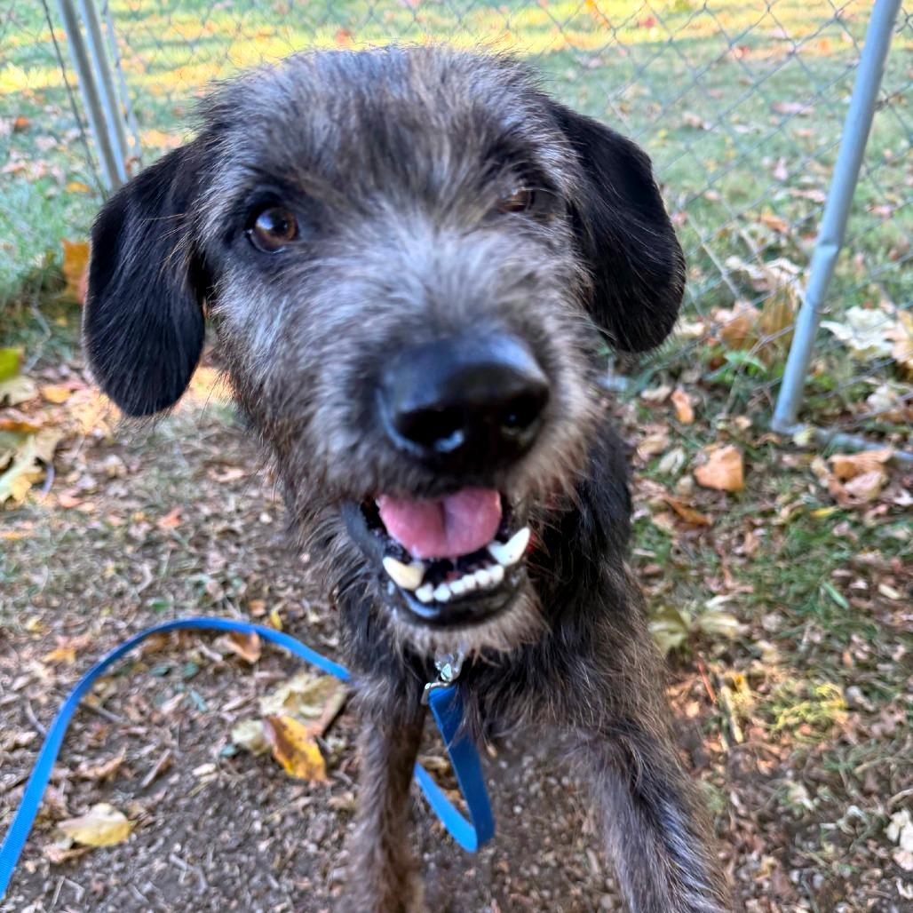 Enlarge Moose, a Adoptable mixed breed in Columbia Station, OH image 6/6