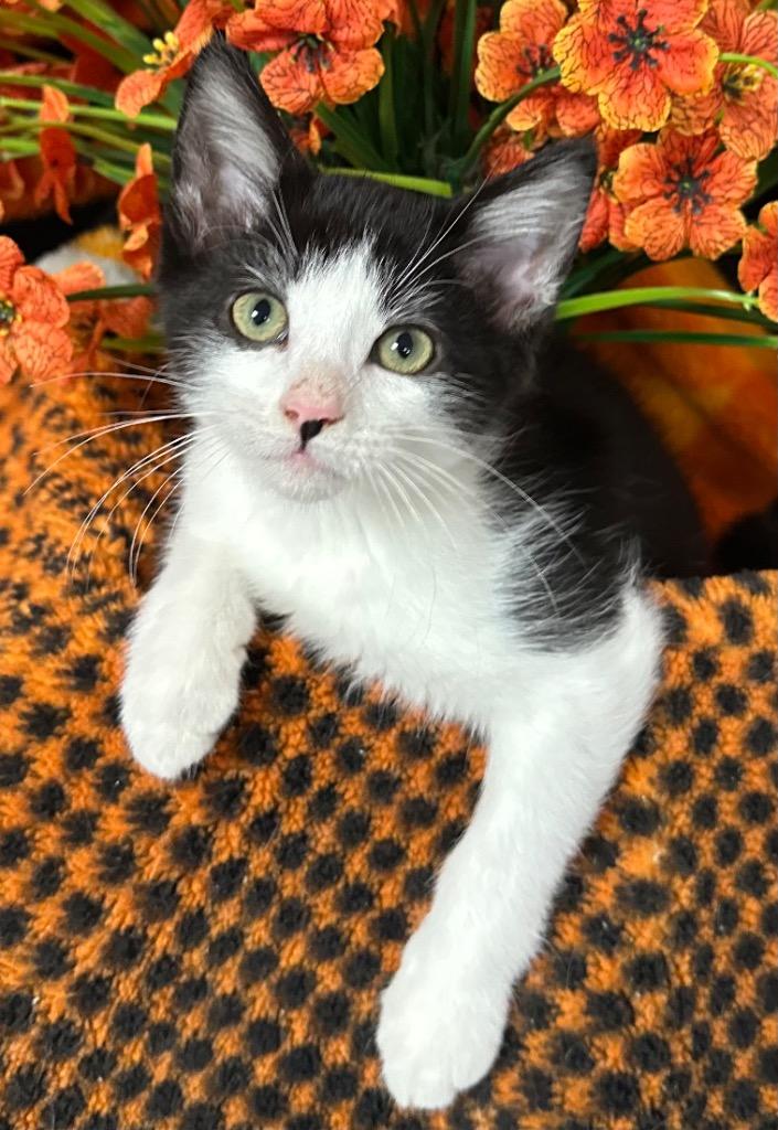 4/1/26 Dewey, Adoptable, Kitten Male Domestic Short Hair.