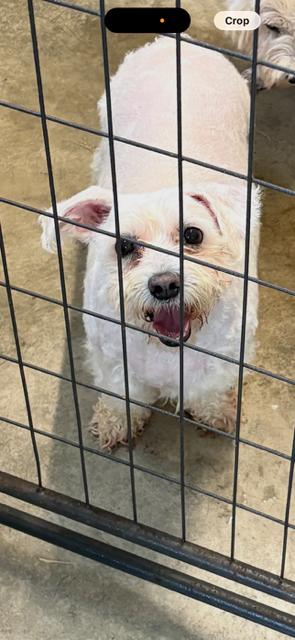 Czarini, Adopted, Adult Female Bichon Frise & Terrier.