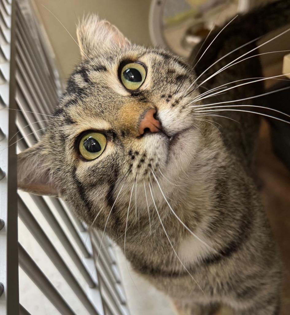 Gyoza, Adoptable, Young Male Domestic Short Hair.