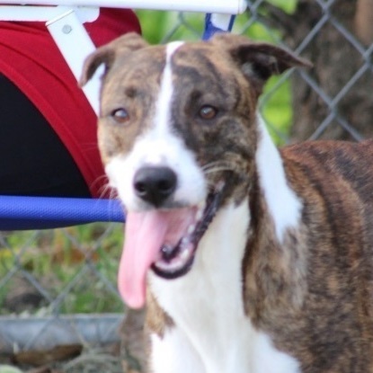 Enlarge Mary, a Adoptable Greyhound in Boston, MA image 1/6