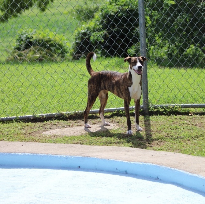 Enlarge Mary, a Adoptable Greyhound in Boston, MA image 5/6
