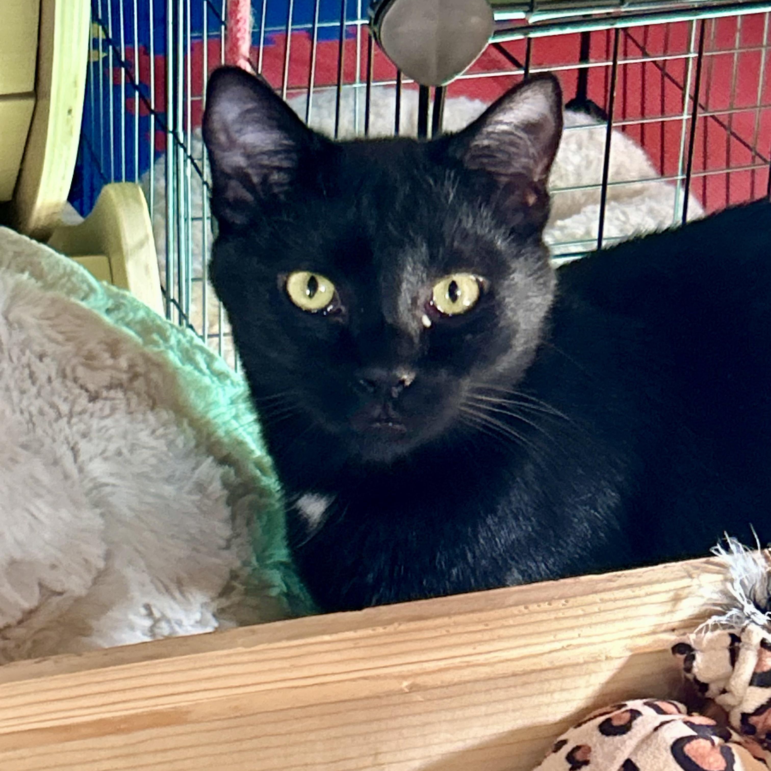 Enlarge Ranger, a Adoptable Domestic Short Hair in Tillamook, OR image 5/6
