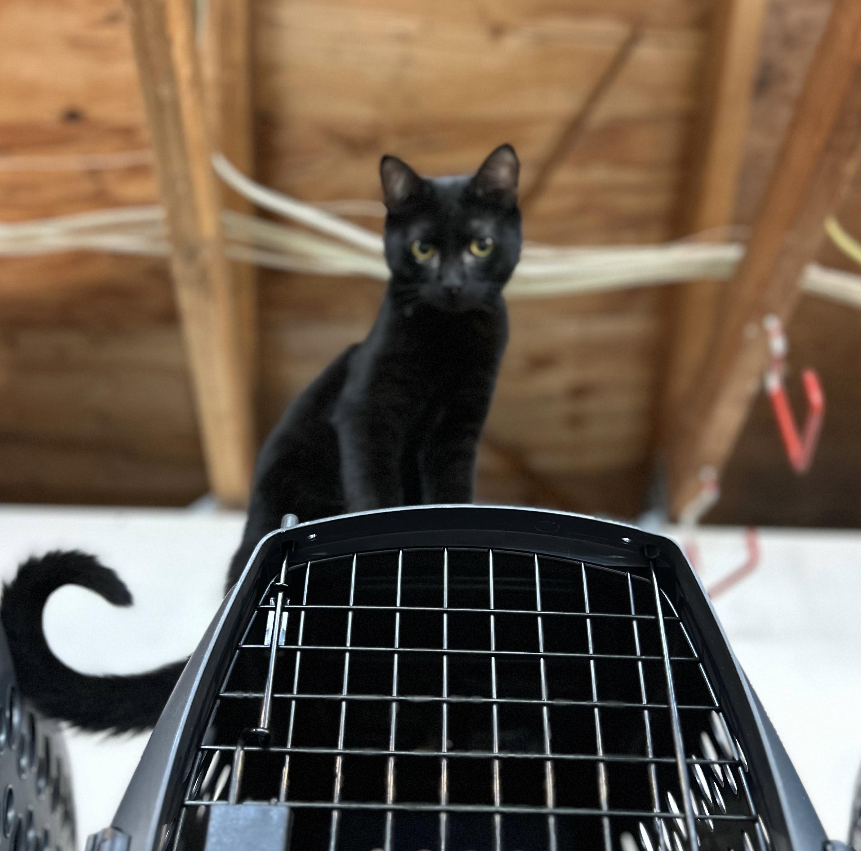 Enlarge Ranger, a Adoptable Domestic Short Hair in Tillamook, OR image 1/3