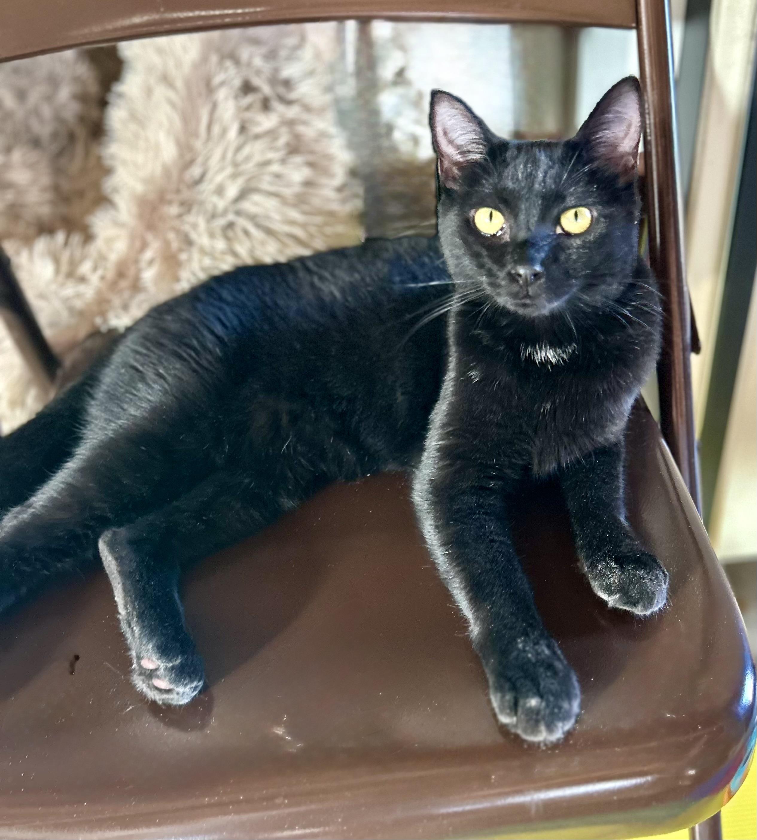 Ranger, Adoptable, Young Male Domestic Short Hair.