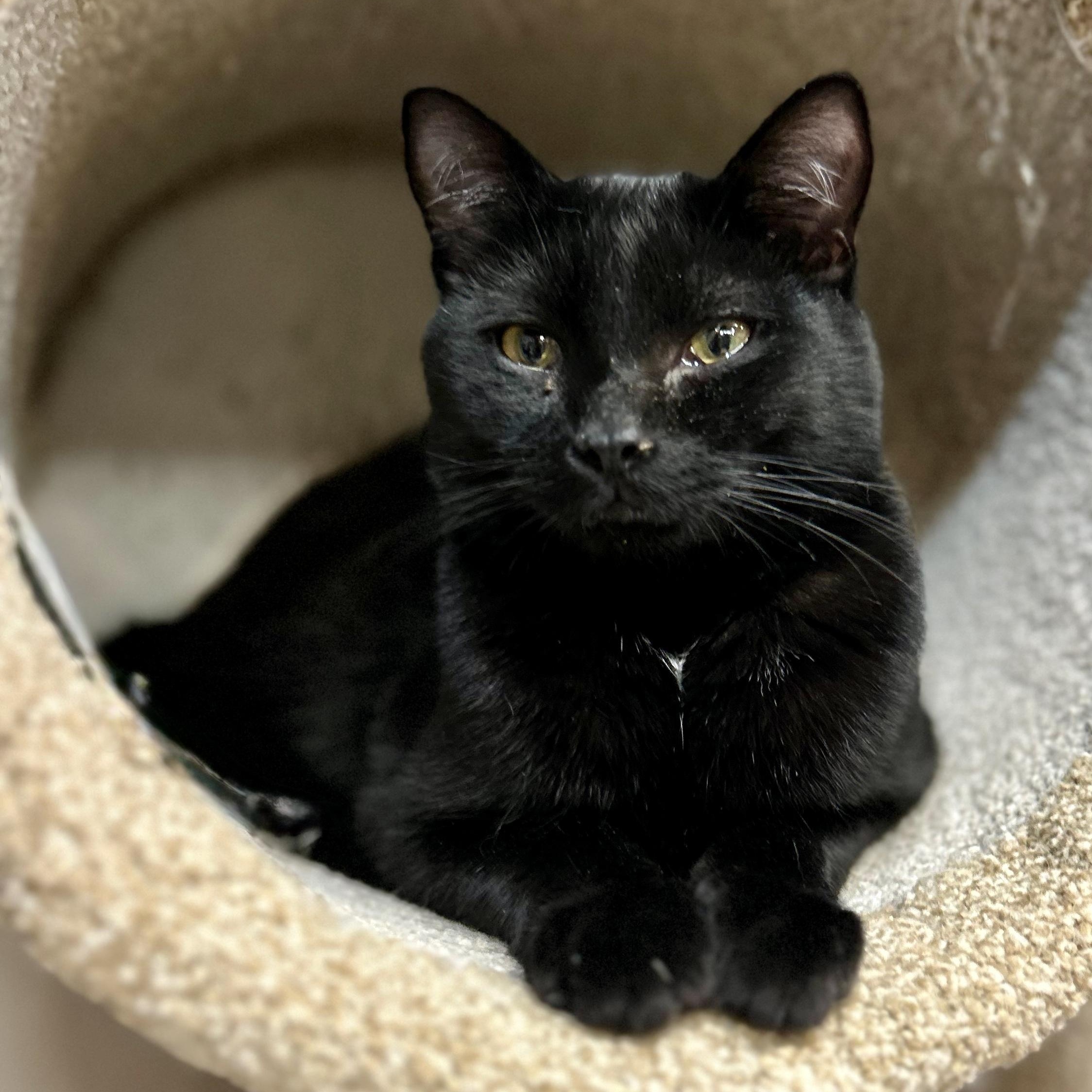 Enlarge Ranger, a Adoptable Domestic Short Hair in Tillamook, OR image 4/6