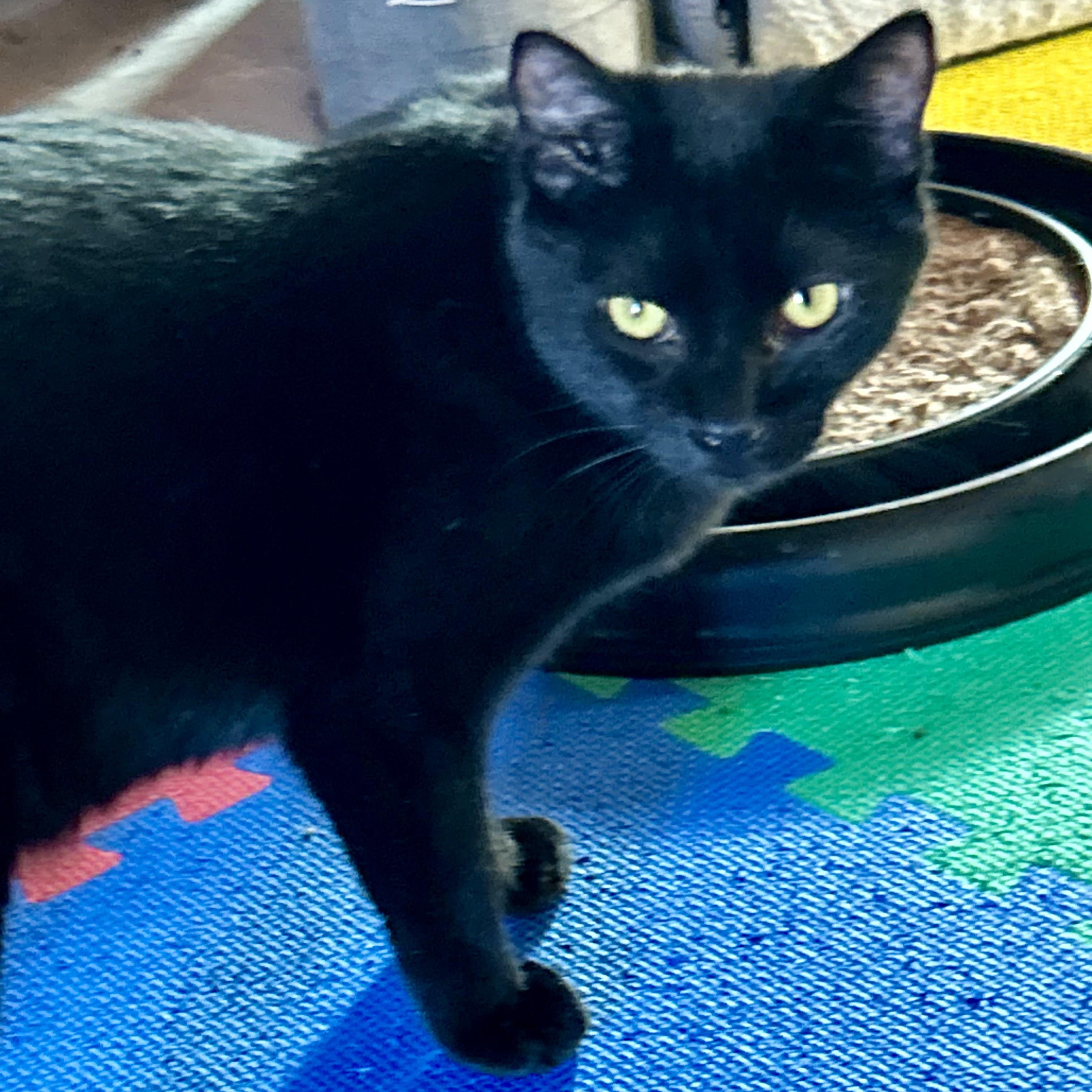 Enlarge Ranger, a Adoptable Domestic Short Hair in Tillamook, OR image 3/6