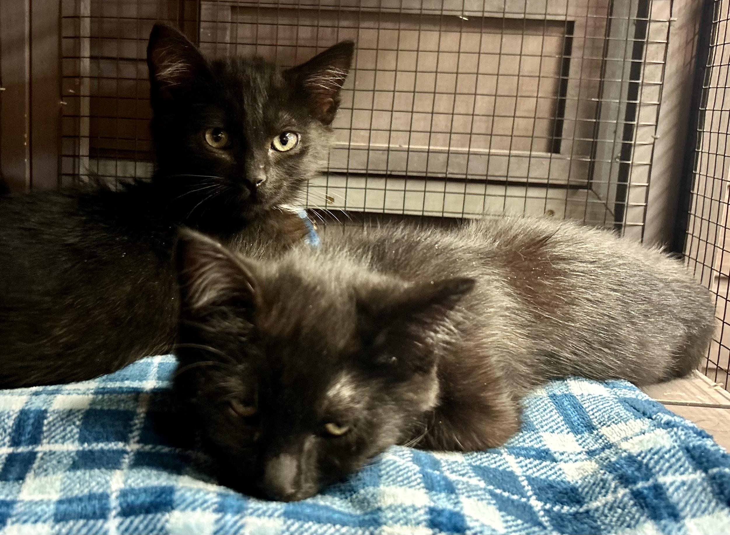 Enlarge Ranger, a Adoptable Domestic Short Hair in Tillamook, OR image 2/3