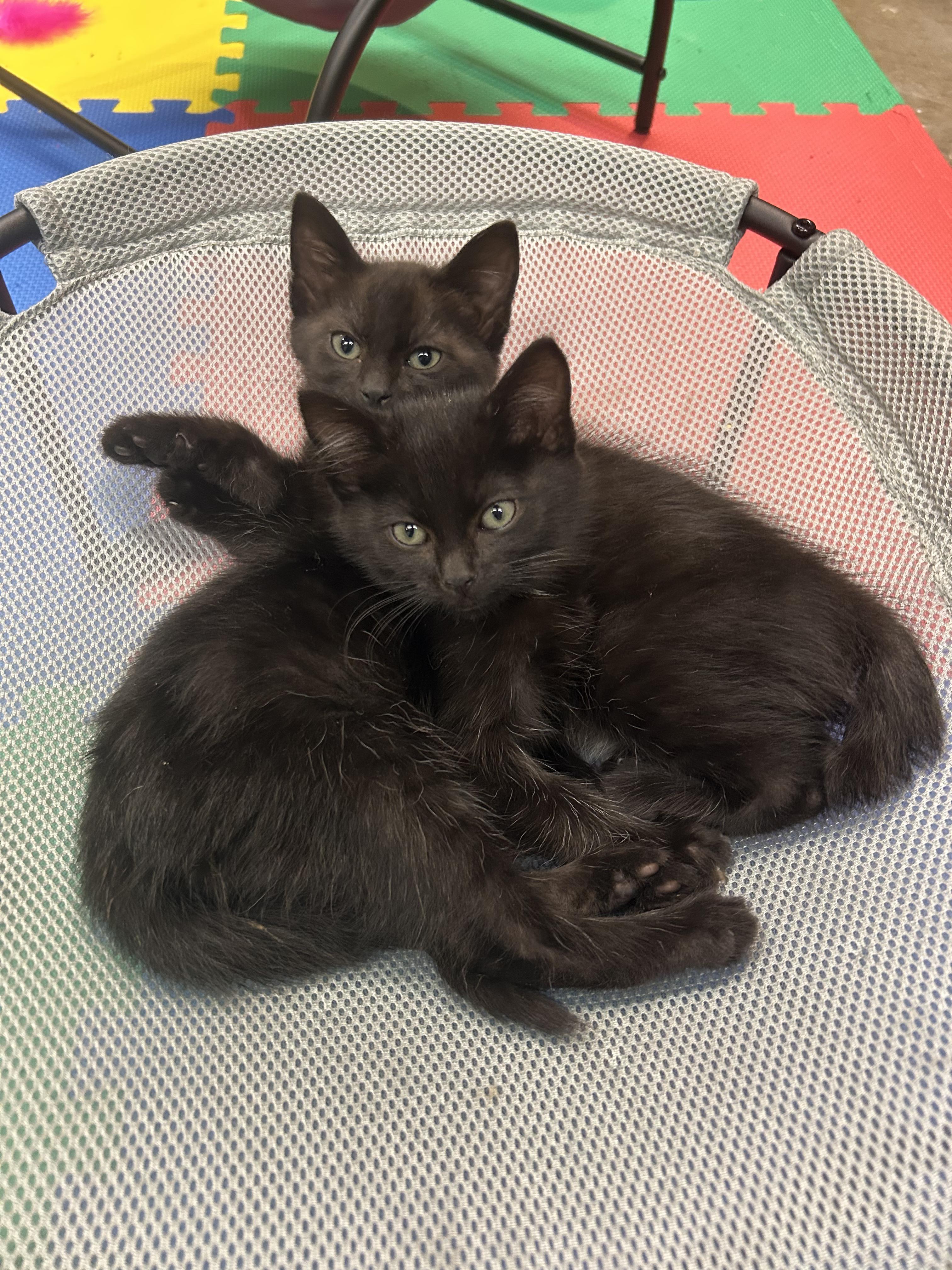 Enlarge Ranger, a Adoptable Domestic Short Hair in Tillamook, OR image 3/3