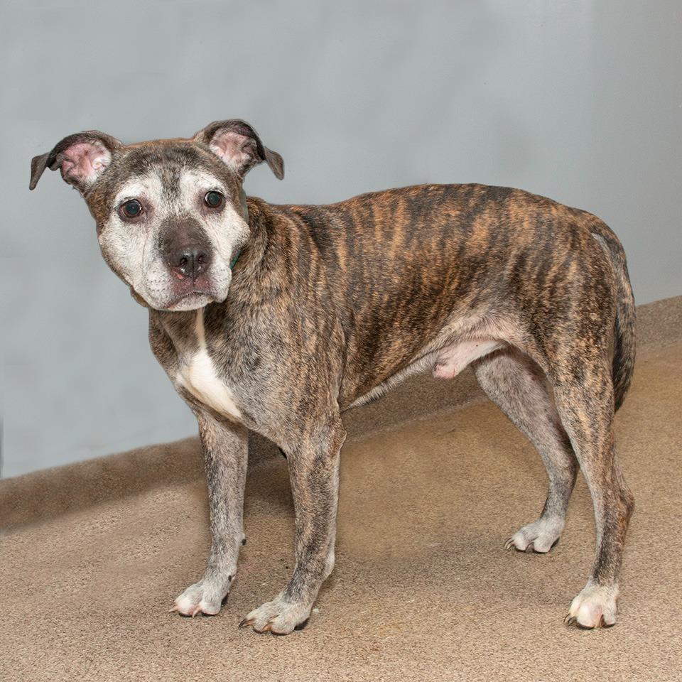 Enlarge Max, a Adoptable mixed breed in Troy, OH image 2/2