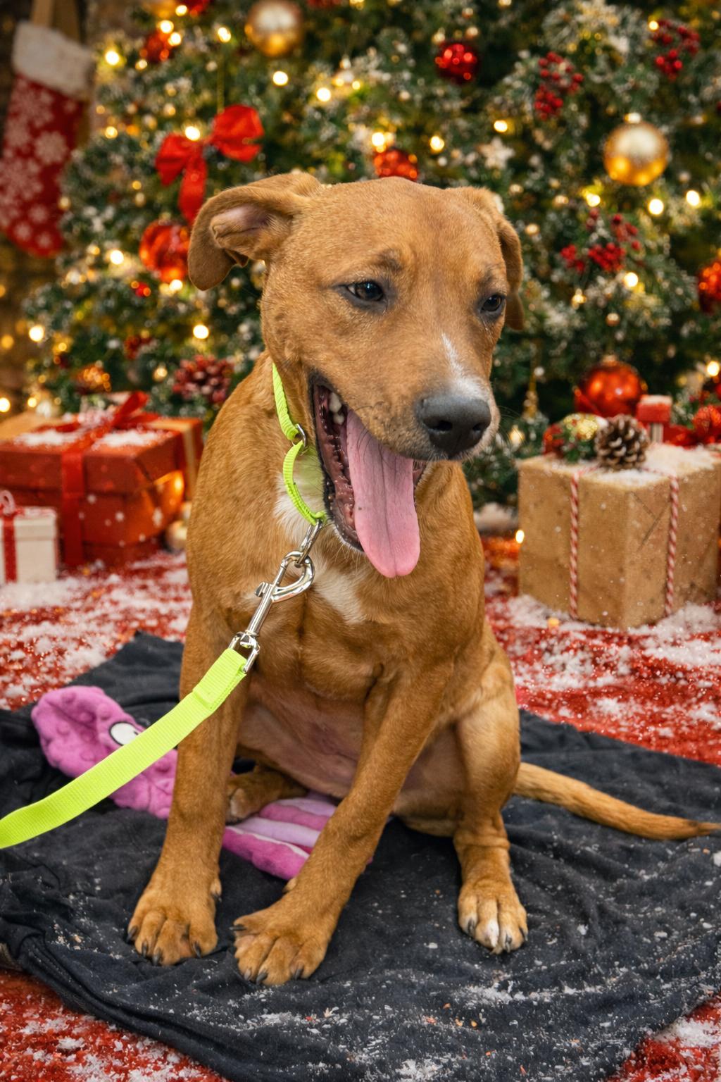 Nova, ADOPTABLE, Young Female Labrador Retriever & Black Mouth Cur.