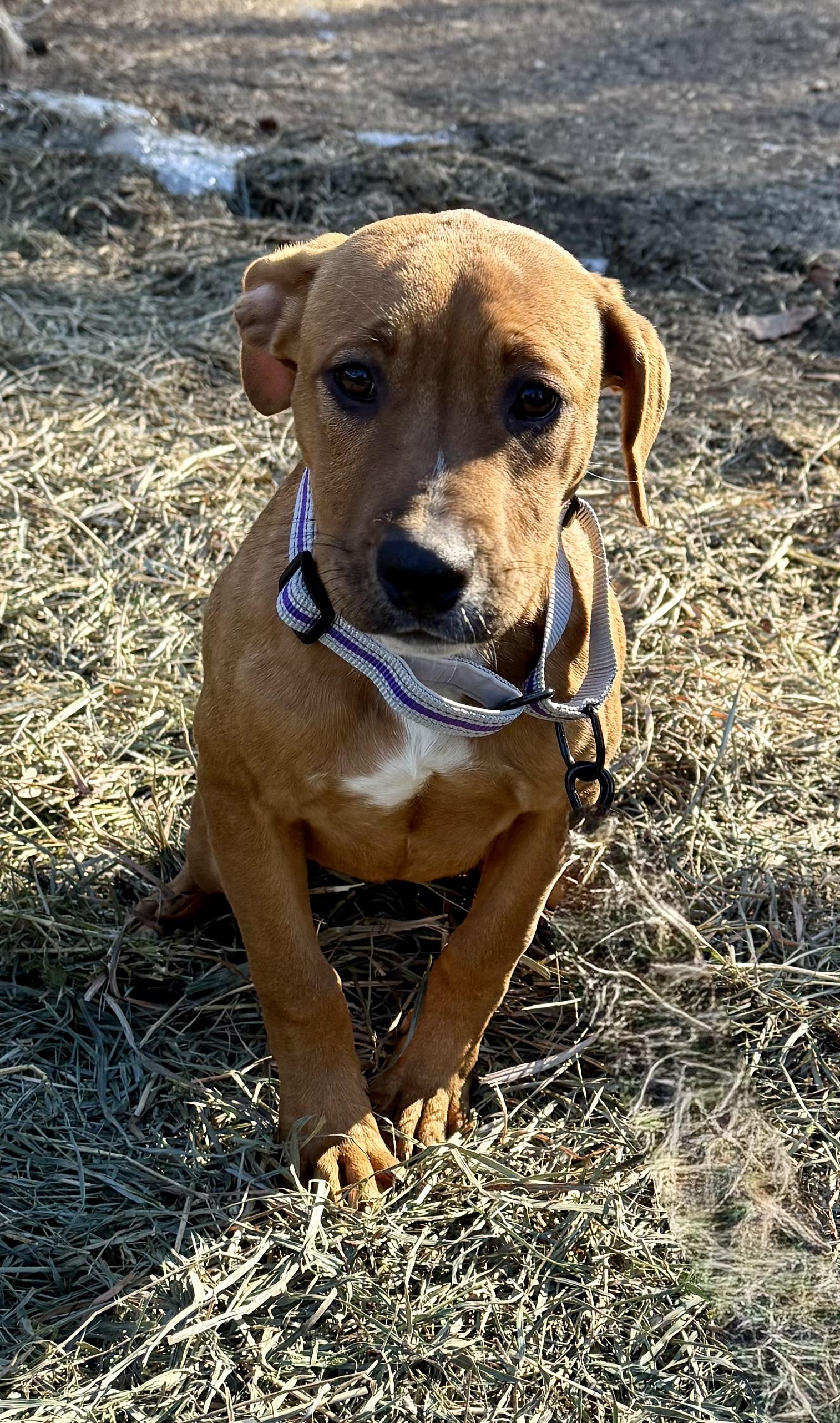 Enlarge Nova, a ADOPTABLE mixed breed in Wanaque, NJ image 1/4