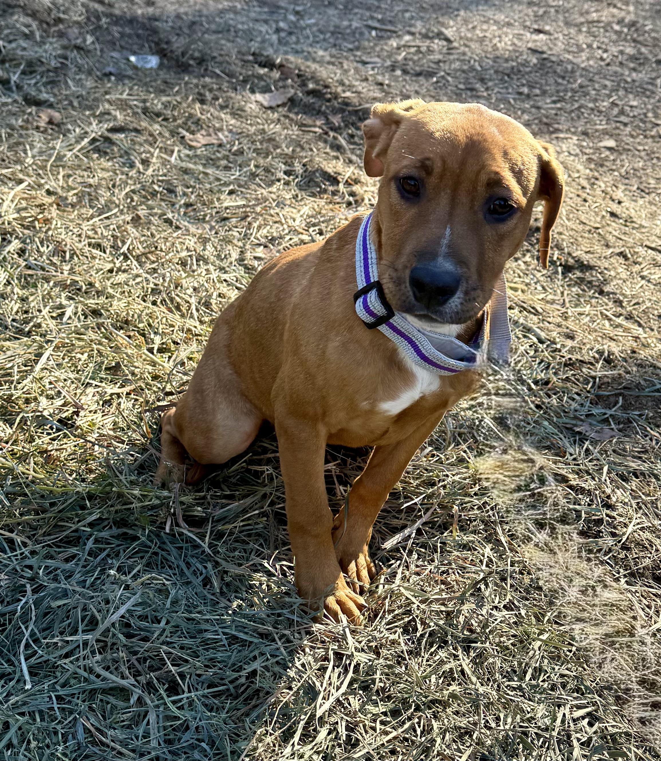 Enlarge Nova, a ADOPTABLE mixed breed in Wanaque, NJ image 2/4