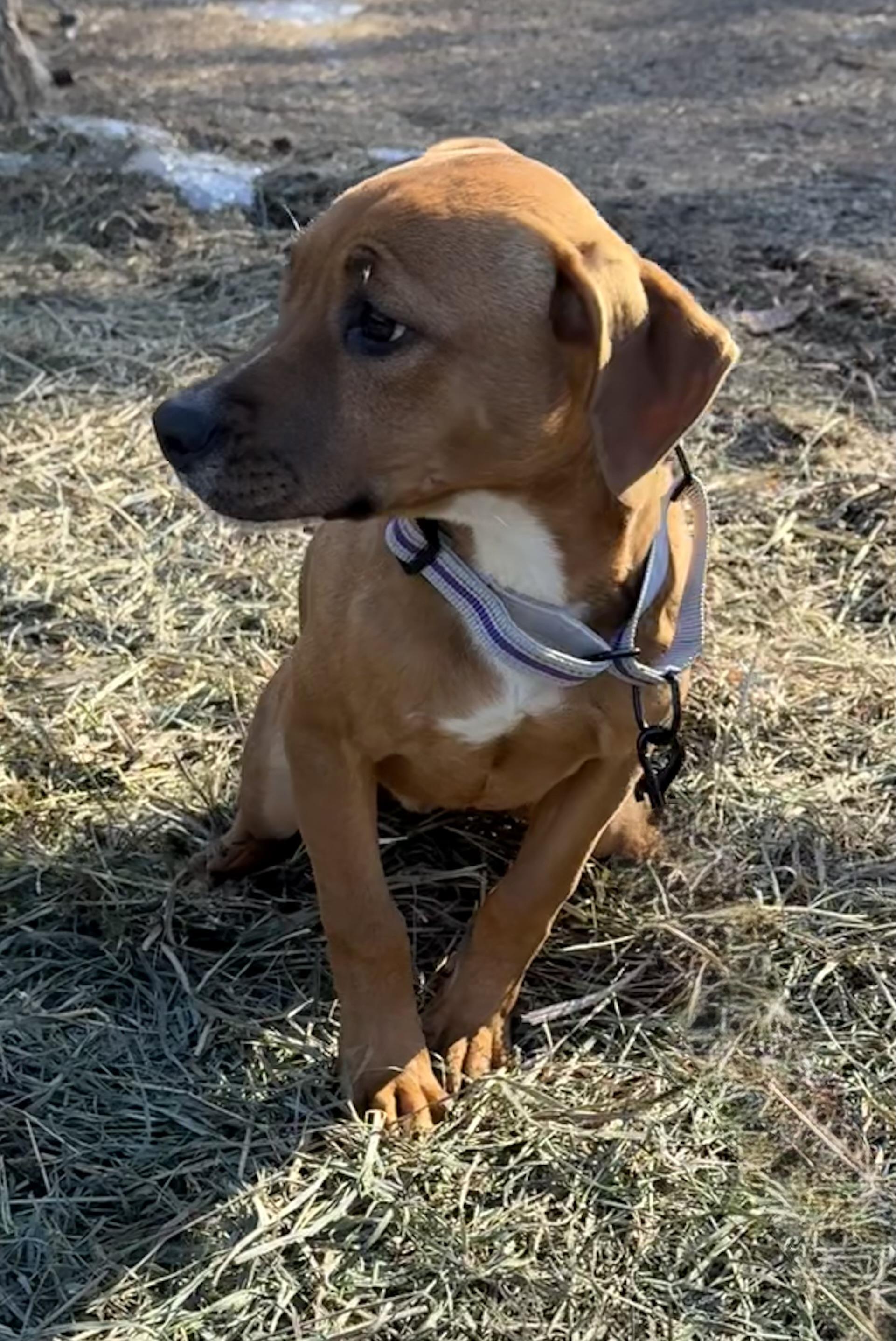 Enlarge Nova, a ADOPTABLE mixed breed in Wanaque, NJ image 3/4