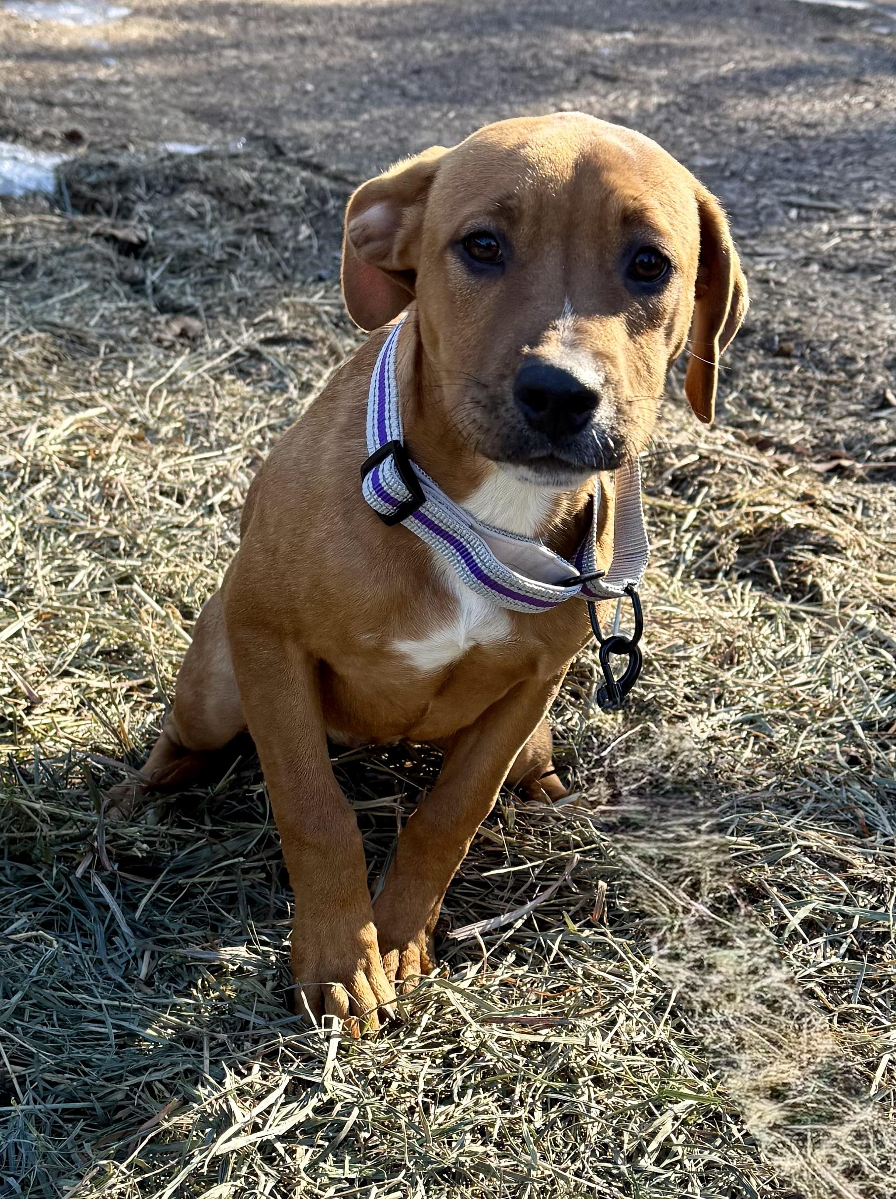 Enlarge Nova, a ADOPTABLE mixed breed in Wanaque, NJ image 4/4