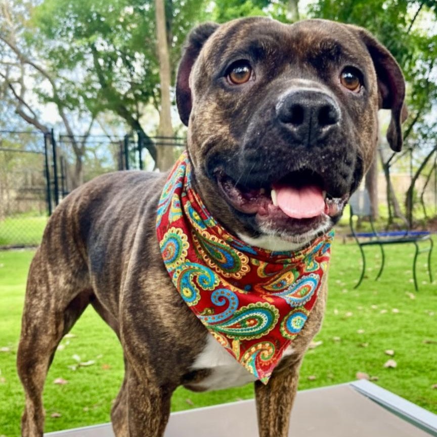 Enlarge Whisper, a Adoptable mixed breed in Palm Harbor, FL image 3/6