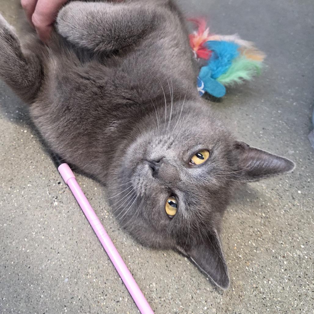 Enlarge Grey Flannel, a Adoptable Domestic Short Hair in Fort Wayne, IN image 1/4