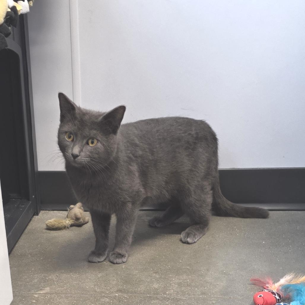 Enlarge Grey Flannel, a Adoptable Domestic Short Hair in Fort Wayne, IN image 2/4