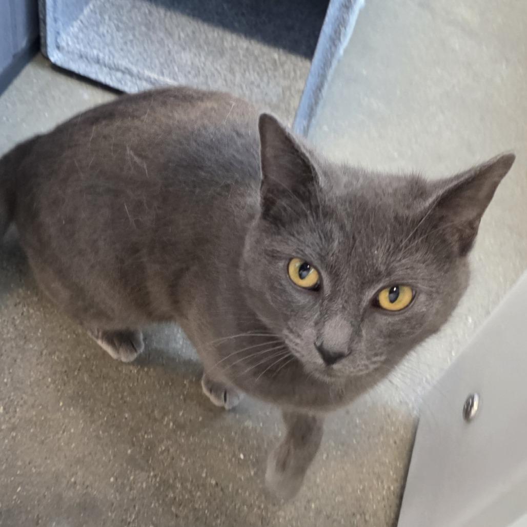 Enlarge Grey Flannel, a Adoptable Domestic Short Hair in Fort Wayne, IN image 3/4