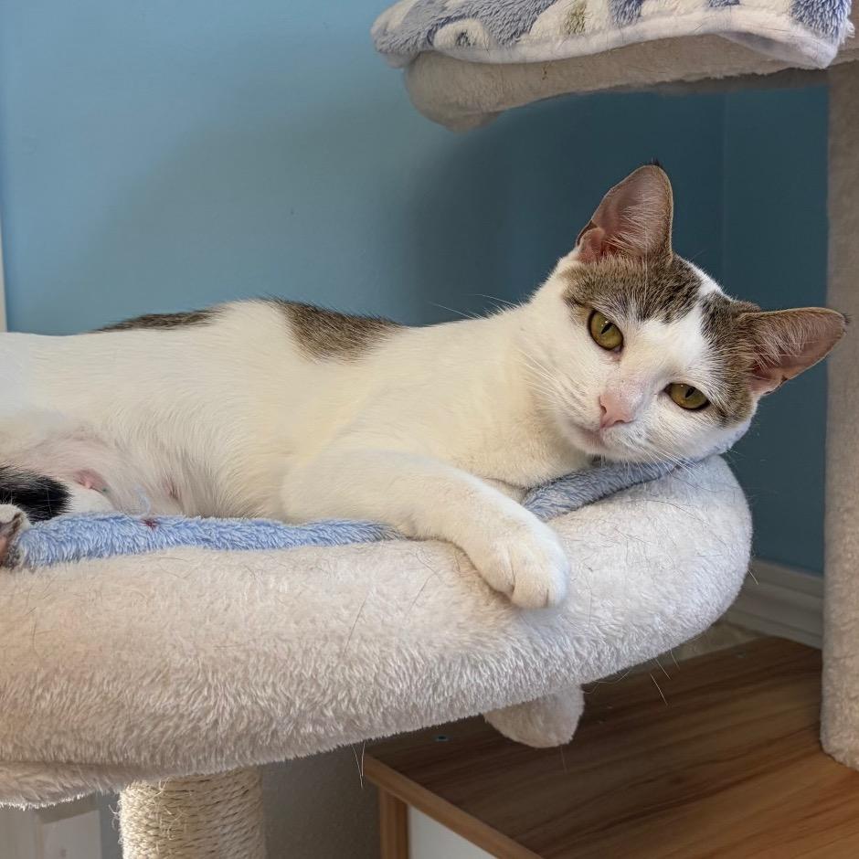 Tanya, Adoptable, Young Female Domestic Short Hair.