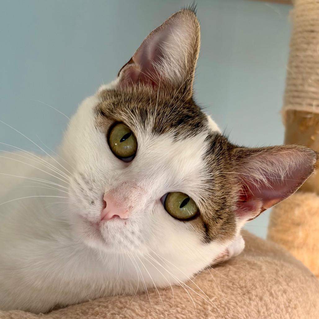Enlarge Tanya, a Adoptable Domestic Short Hair in Greensboro, GA image 2/5