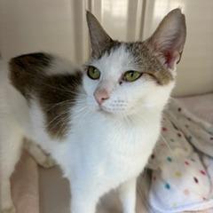 Tanya, Adoptable, Young Female Domestic Short Hair.