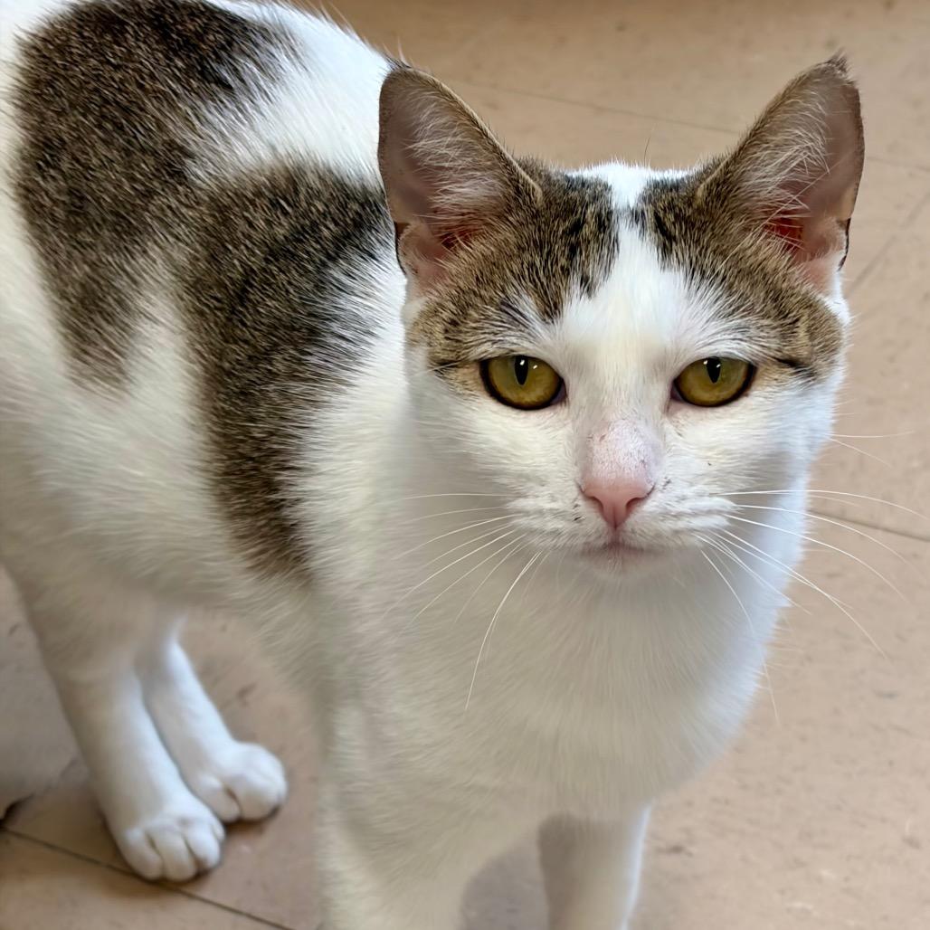 Enlarge Tanya, a Adoptable Domestic Short Hair in Greensboro, GA image 2/4
