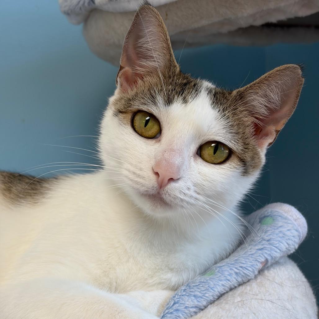Enlarge Tanya, a Adoptable Domestic Short Hair in Greensboro, GA image 3/4