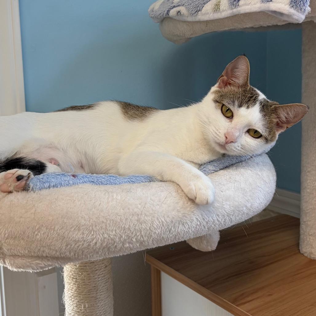 Enlarge Tanya, a Adoptable Domestic Short Hair in Greensboro, GA image 4/4