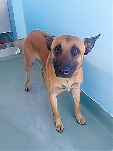 ZORRO, Adoptable, Young Male Belgian Shepherd / Malinois.