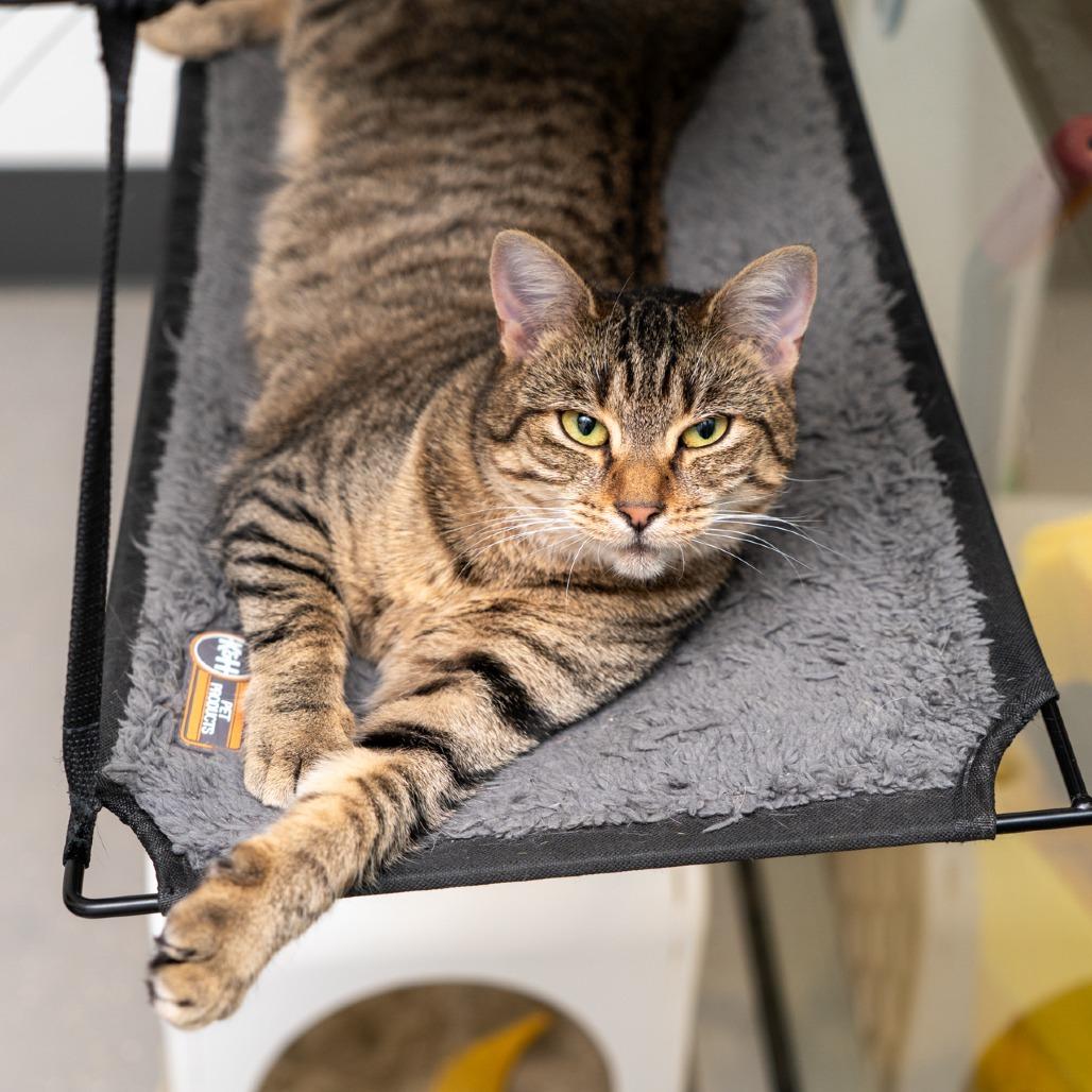 Missy, Adoptable, Adult Female Domestic Short Hair.