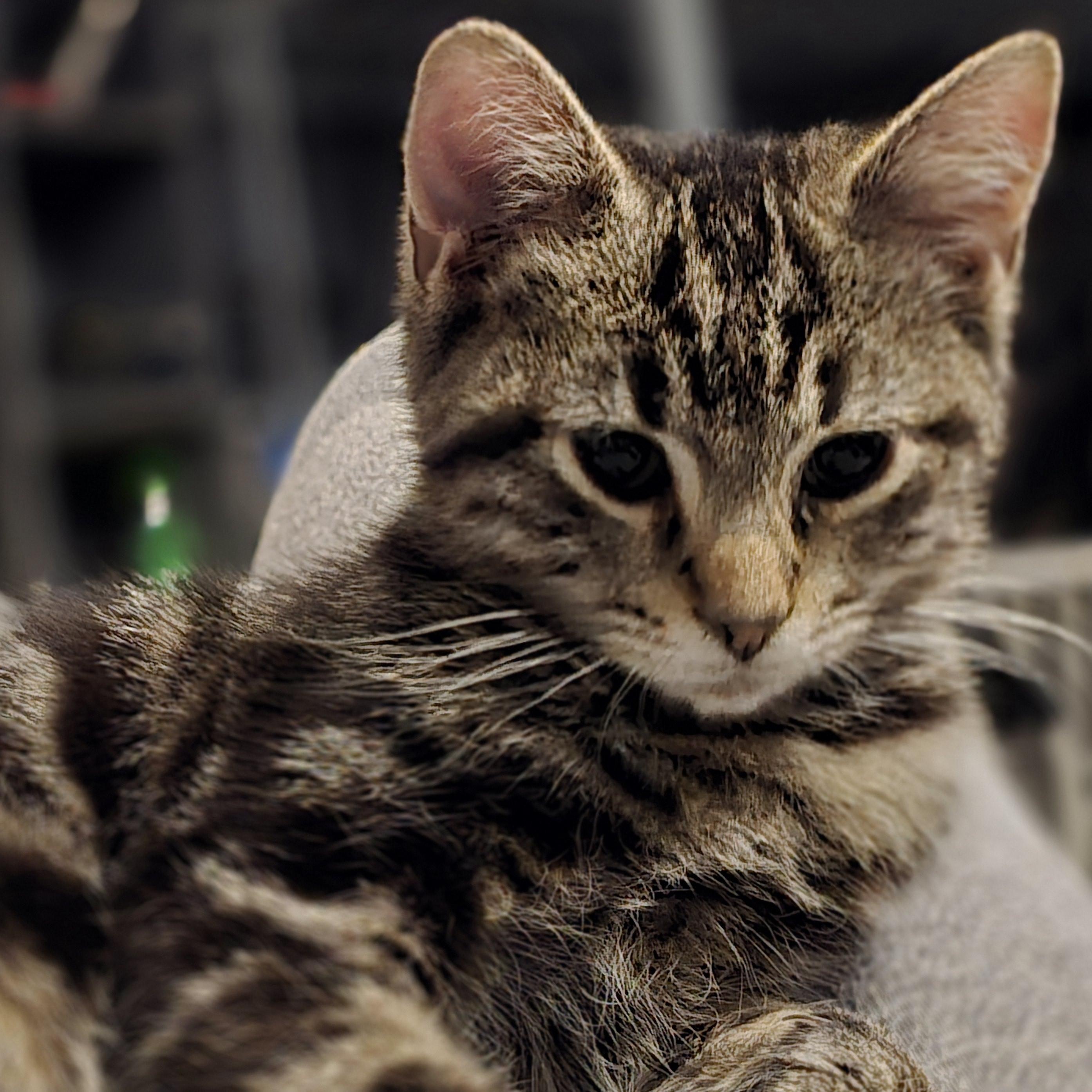 Enlarge Riot, a Adoptable Tabby in Staten Island, NY image 2/6