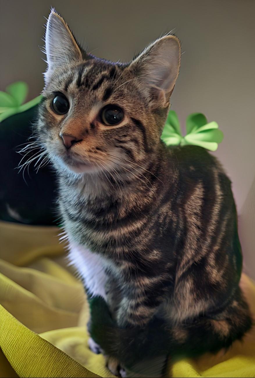 Riot, Adoptable, Kitten Male Tabby.