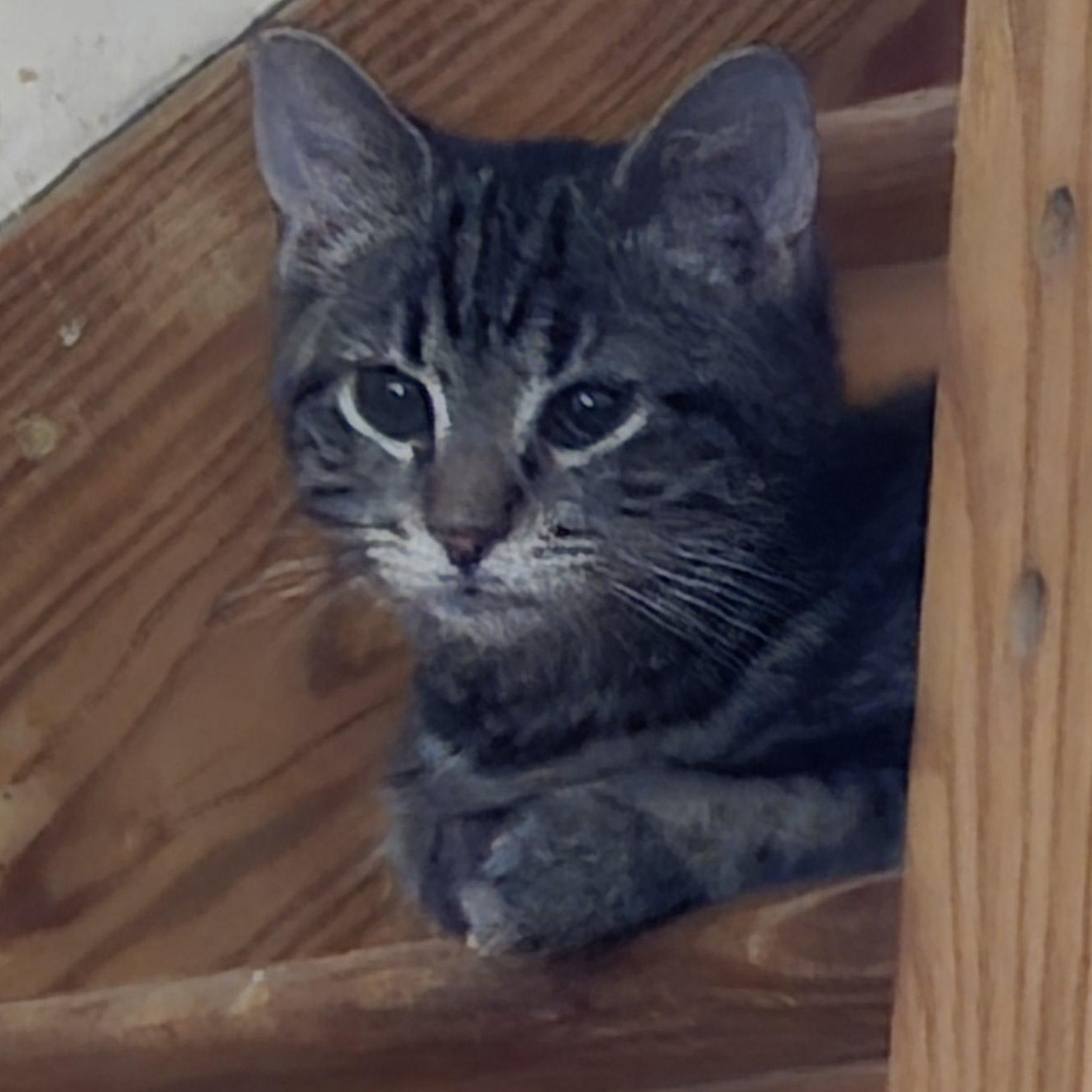 Enlarge Riot, a Adoptable Tabby in Staten Island, NY image 3/6