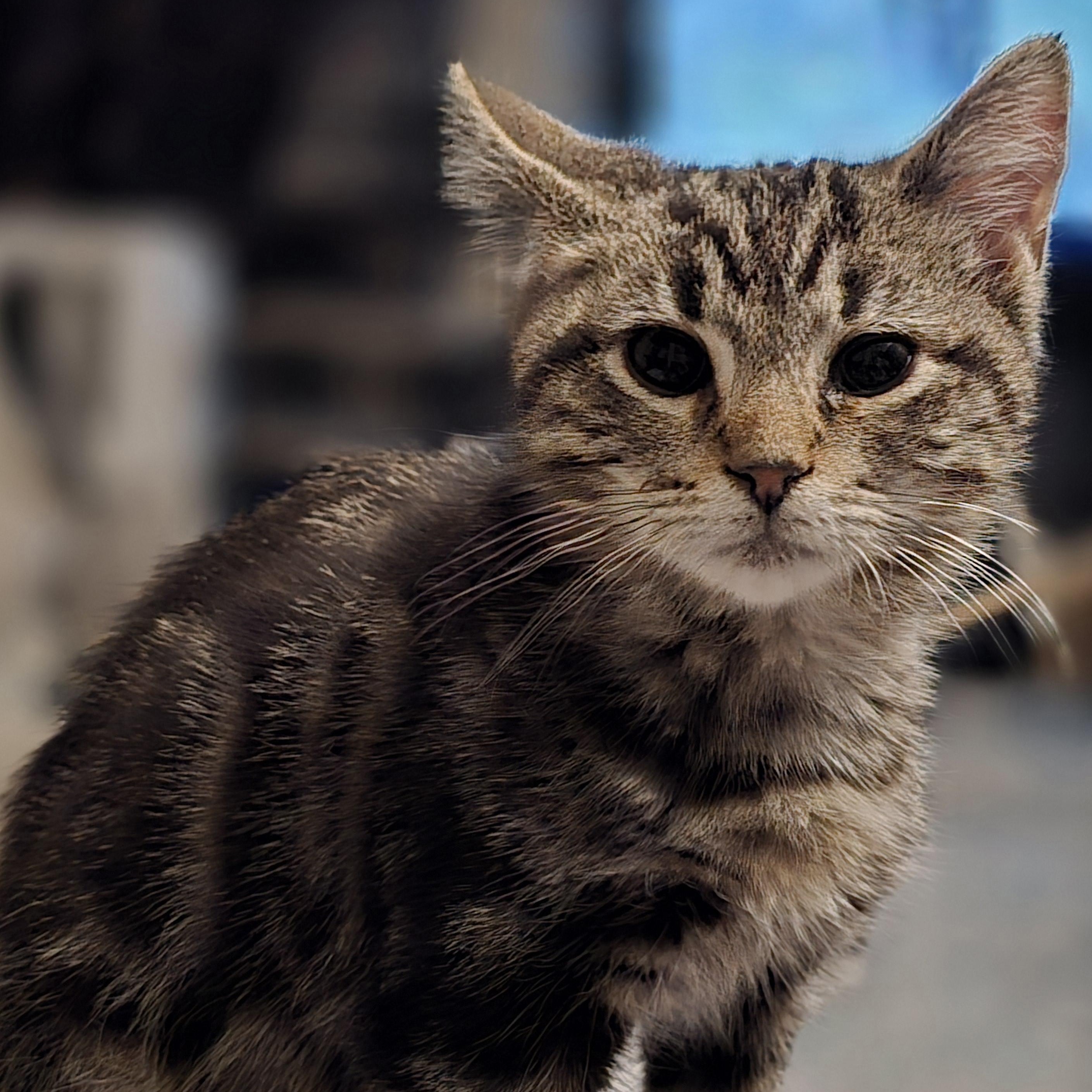 Enlarge Riot, a Adoptable Tabby in Staten Island, NY image 4/6