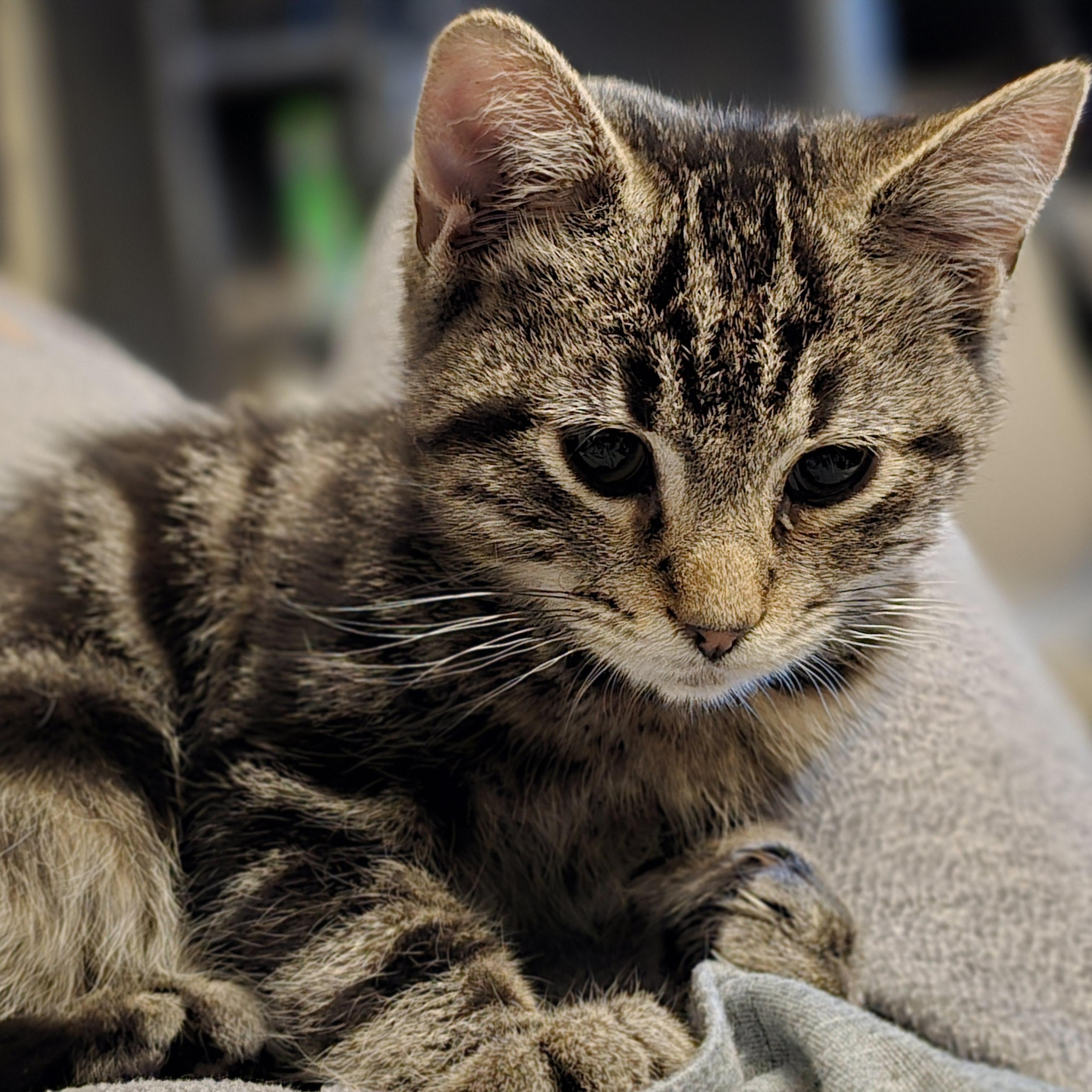 Enlarge Riot, a Adoptable Tabby in Staten Island, NY image 5/6