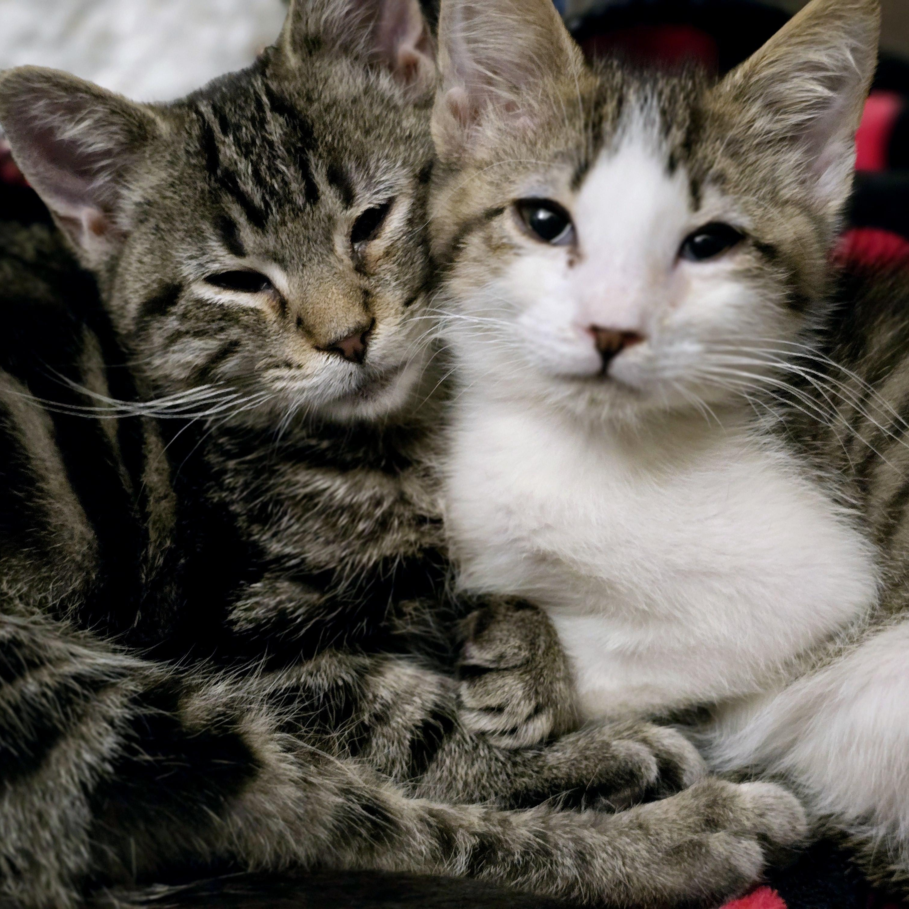 Enlarge Riot, a Adoptable Tabby in Staten Island, NY image 6/6