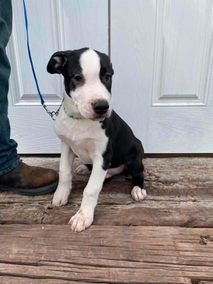 Bumper, a Adoptable mixed breed in McCook, NE image 1/3