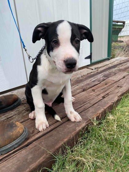 Bumper, a Adoptable mixed breed in McCook, NE image 2/3