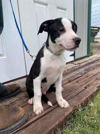 Bumper, a Adoptable mixed breed in McCook, NE image 3/3