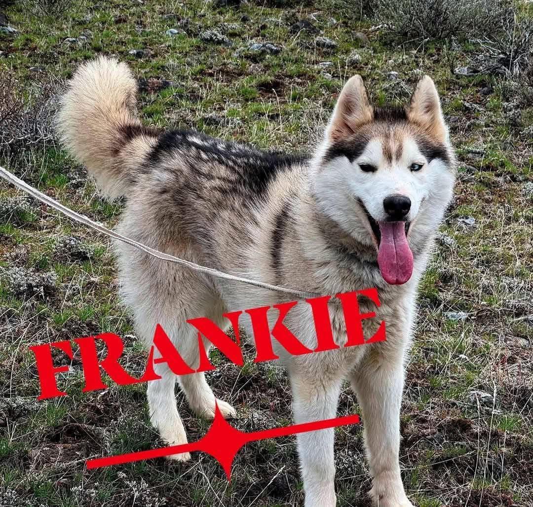 Enlarge Frankie, a Adopted Husky in Deer Park, WA image 1/2