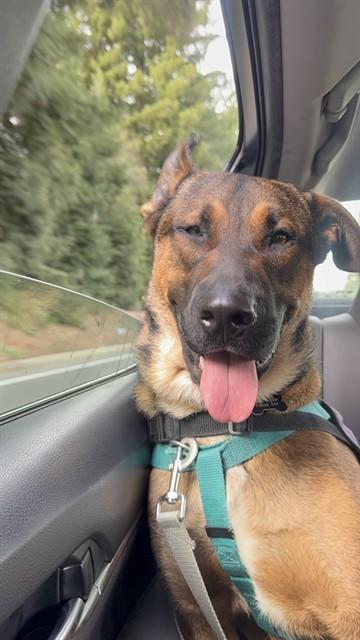 Enlarge COOPER, a Adoptable German Shepherd Dog in Sacramento, CA image 1/1