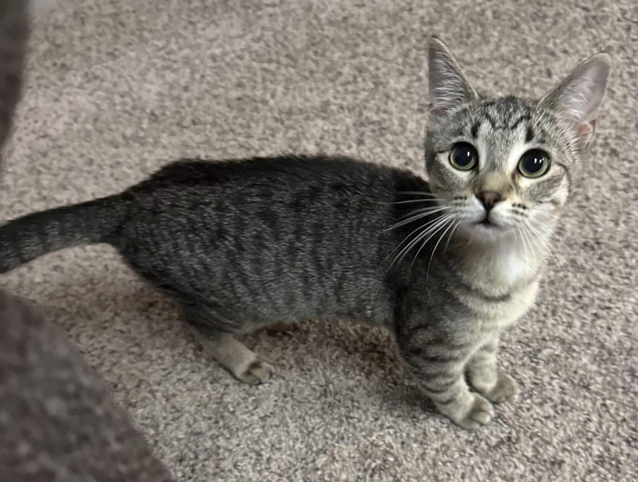 Gear, Adoptable, Adult Female Domestic Short Hair.