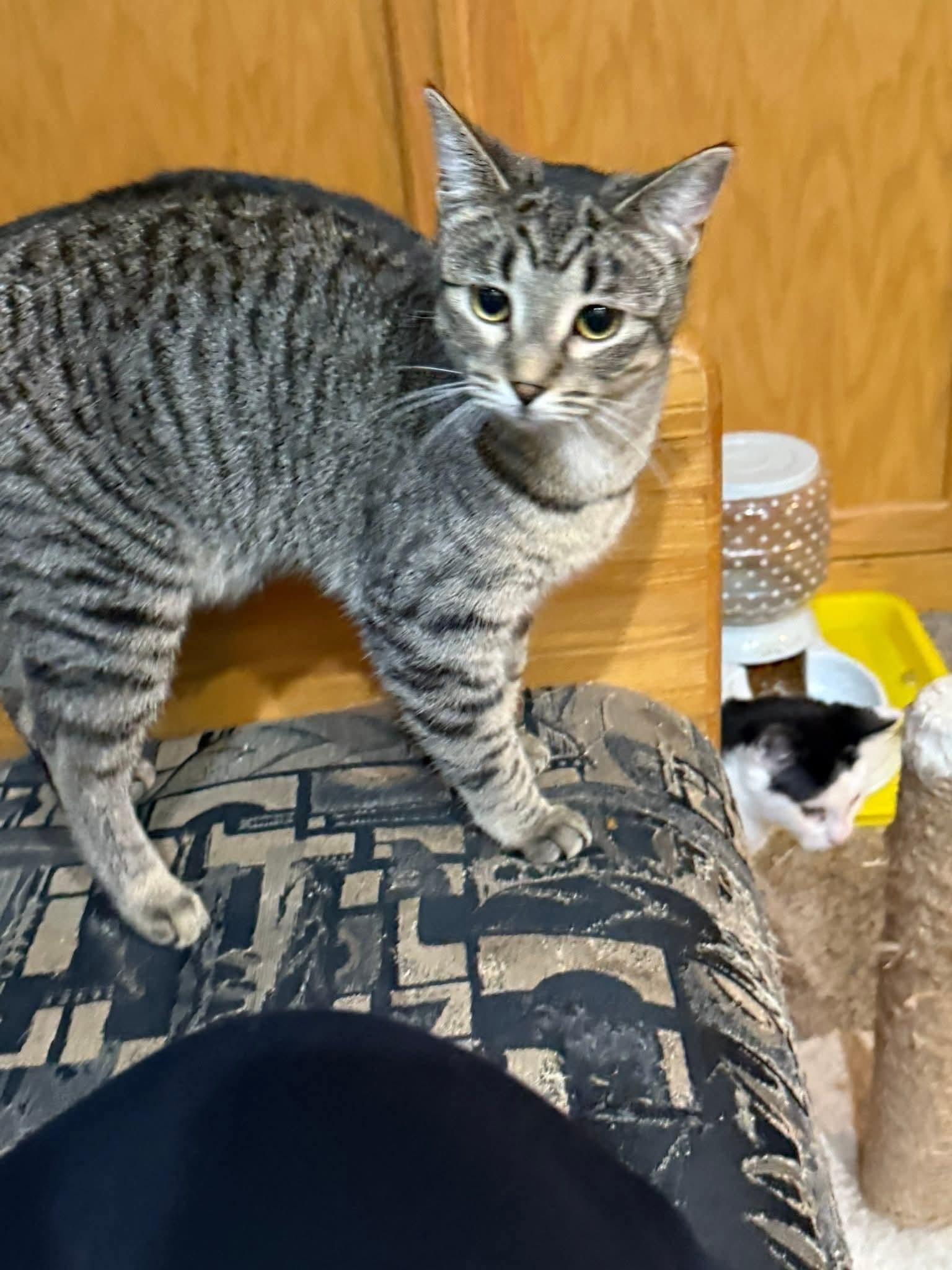 Gear, a Adoptable Domestic Short Hair in Sioux City, IA image 2/6