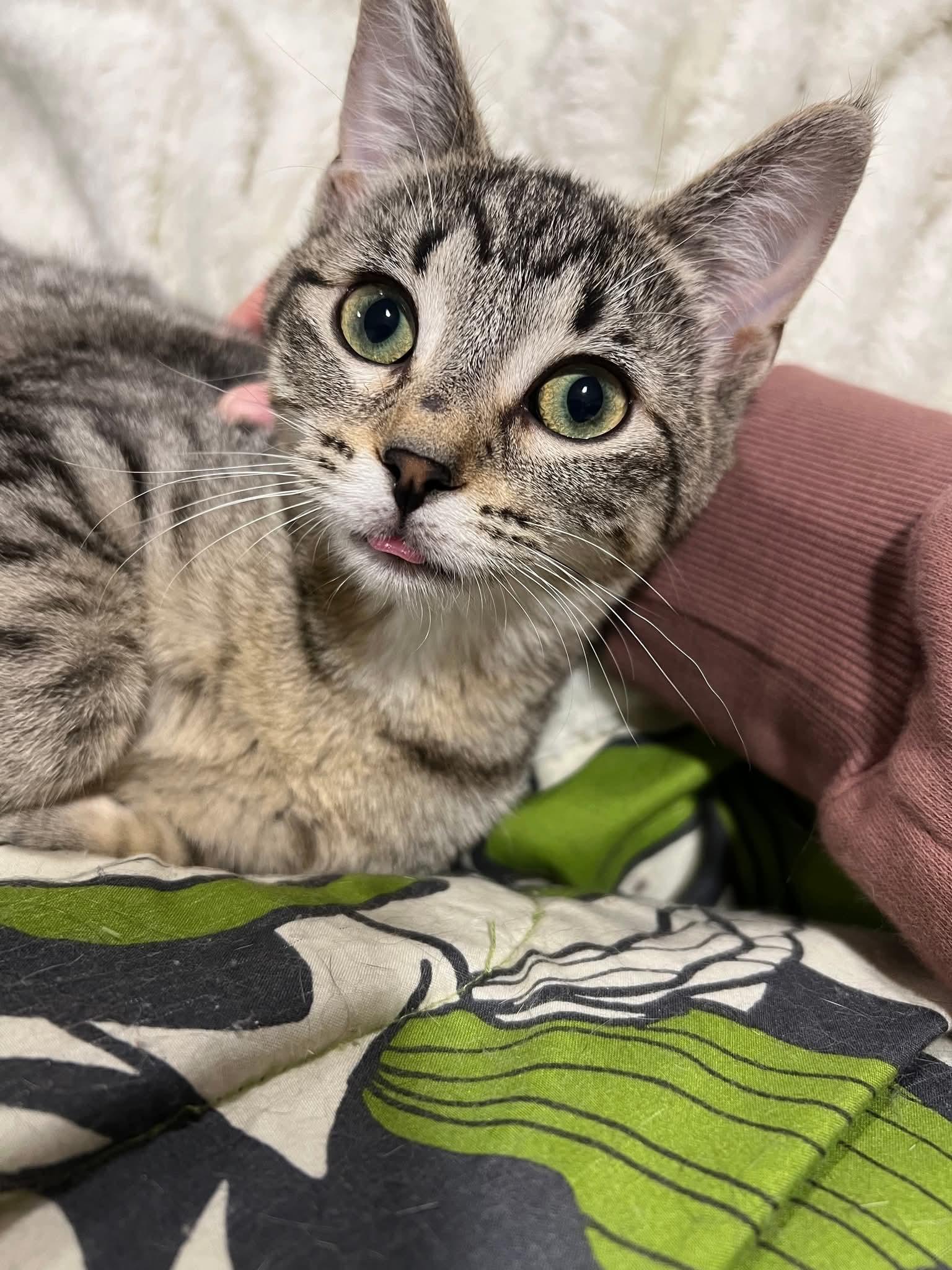 Gear, a Adoptable Domestic Short Hair in Sioux City, IA image 3/6